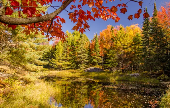 Картинка осень, лес, небо, деревья, озеро, пруд