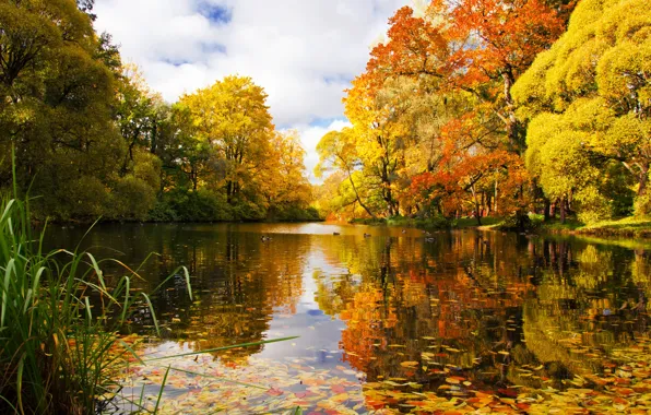 Осень, пруд, парк, река, Санкт-Петербург, Россия