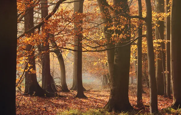 Осень, лес, деревья