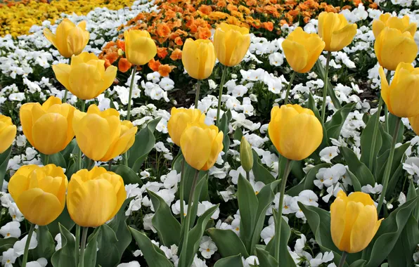 Цветок, цвета, цветы, природа, тюльпан, весна, тюльпаны