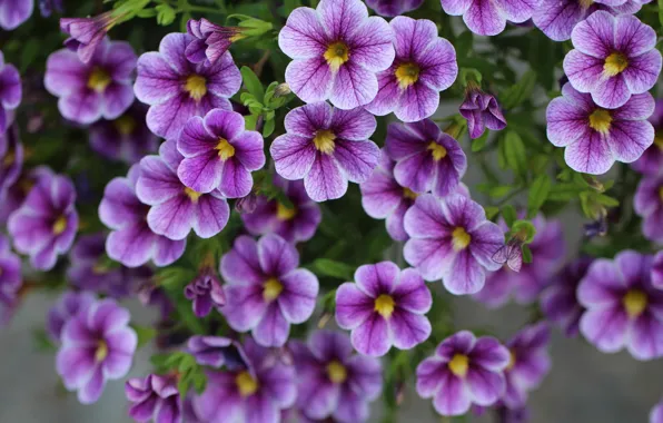 Фиолетовые, цветочки, Калибрахоа