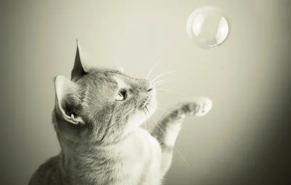 Кот, игра, пузырь