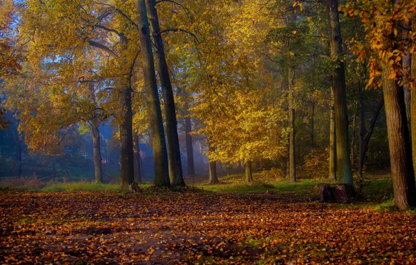 Картинка осень, деревья, парк, листва, Россия, Красное Село