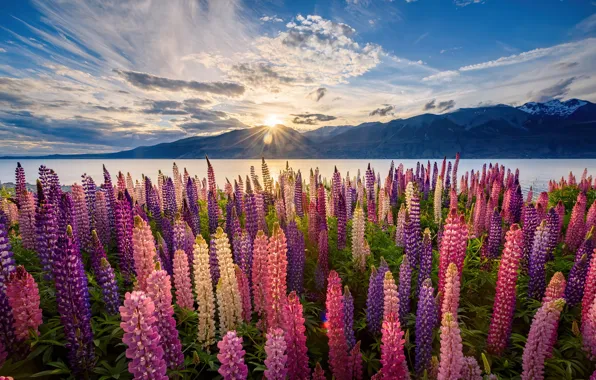 Цветы, горы, красота, Новая Зеландия, простор, sunset, flowers, mountains