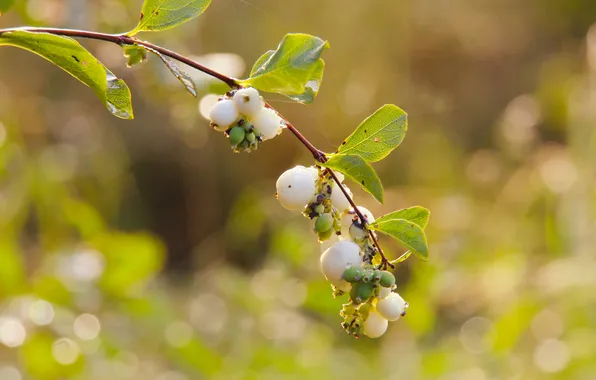 White, fruit, plant, twig