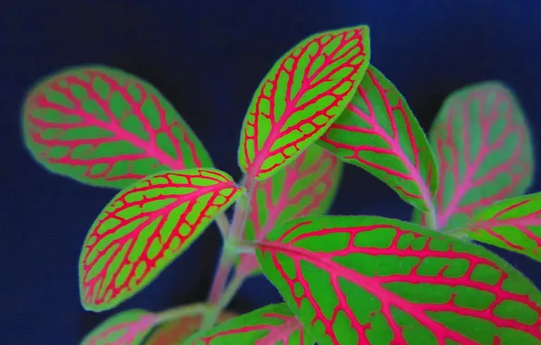 Картинка листья, линии, узор, растение, цвет