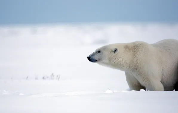 Зима, снег, медведь, Аляска, белый медведь, полярный медведь