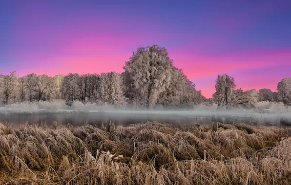 Зима, иней, лес, трава, деревья, закат, туман, стебли