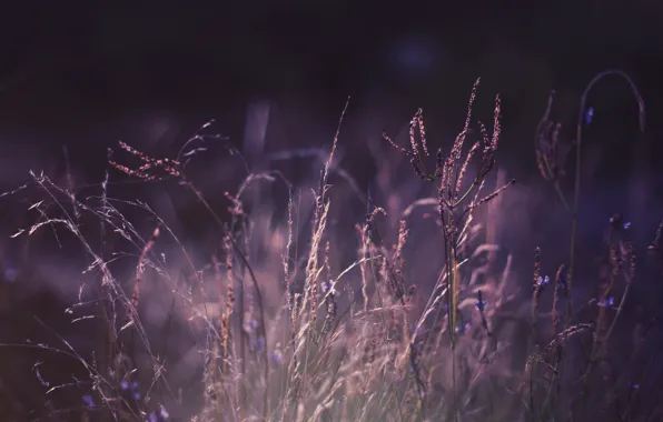 Картинка фиолетовый, трава, макро, природа, фото, обои, цвет, растения