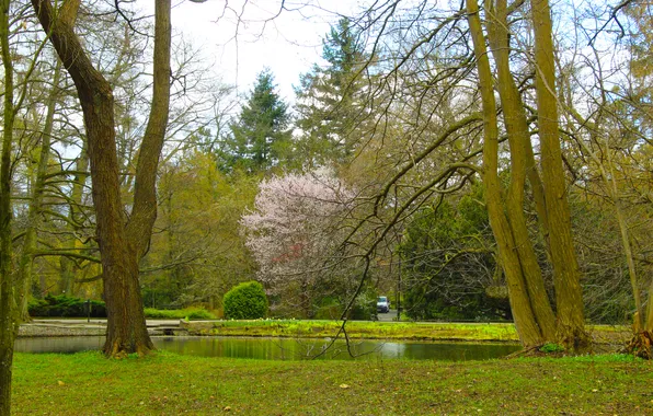 Trees, park, spring