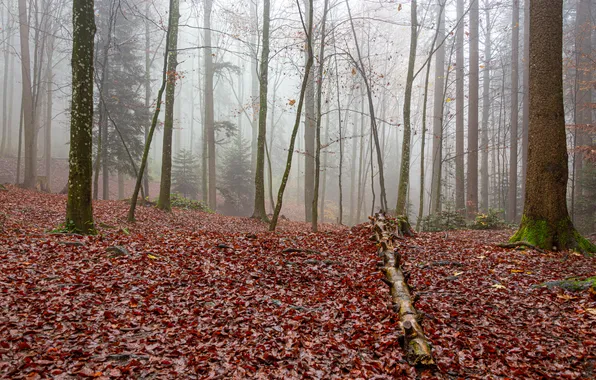 Туман, Осень, Швейцария, Лес, Листья, St. Gallen