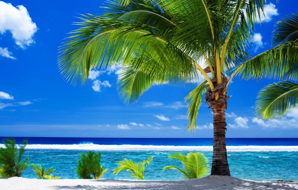 Картинка песок, пляж, облака, тропики, пальма