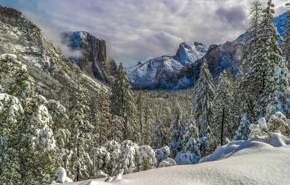 Картинка зима, лес, снег, горы, ели, долина, Калифорния, California