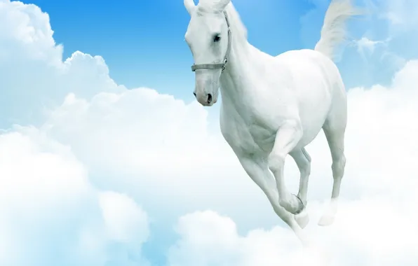 Картинка небо, облака, конь, ноги, небеса, лошадь, хвост, белая
