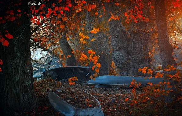 Картинка осень, лес, лодки