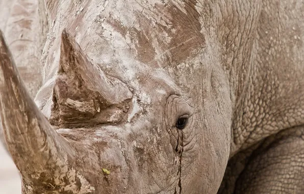 Картинка природа, фон, носорог