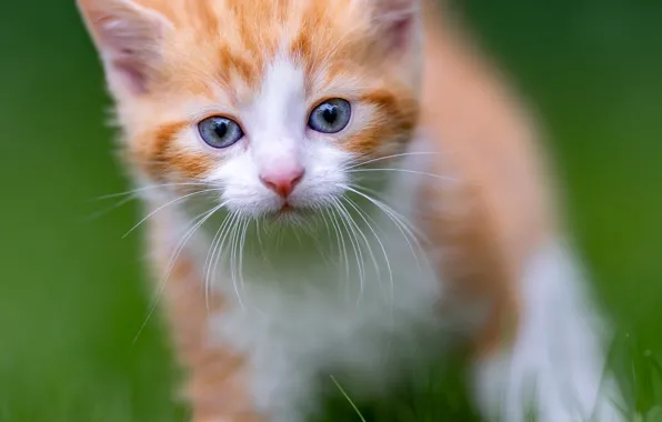 Картинка кошка, трава, взгляд, портрет, рыжая, котёнок, голубые глаза, мордашка