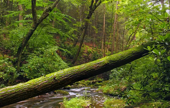 Природа, Дерево, Река, Лес, Берег, Ствол