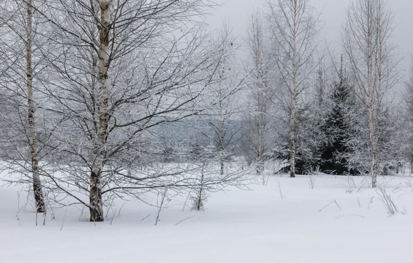 Картинка зима, иней, лес, снег, деревья, дерево, пасмурно, береза
