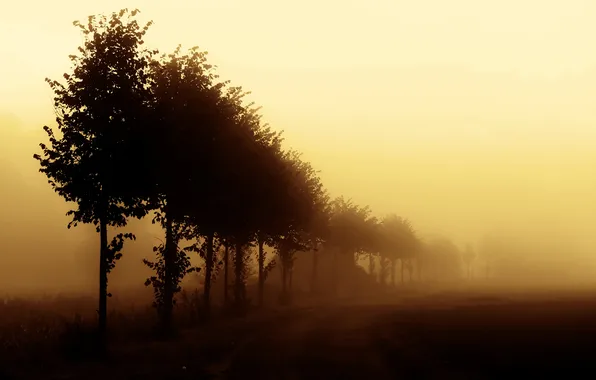 Картинка деревья, природа, туман, утро, ряд