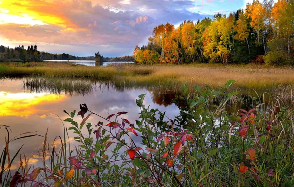 Картинка осень, пейзаж, закат, природа, озеро, Канада, травы, леса