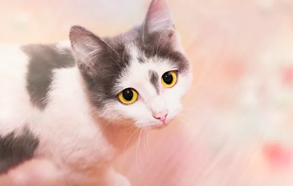 Картинка кошка, взгляд, фон, мордашка