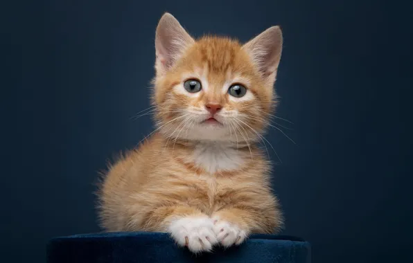 Кошка, взгляд, поза, котенок, портрет, лапки, рыжий, лежит