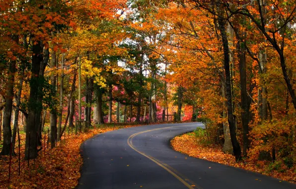 Дорога, осень, листья, деревья, природа, фото