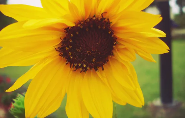 Sad, macro, alone, sunflower