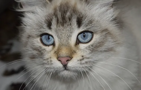 Blue, eyes, cat
