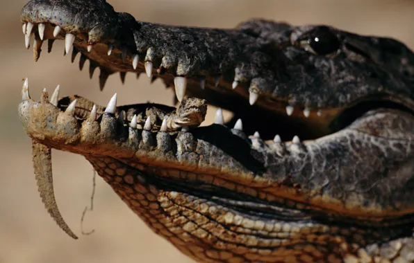 Crocodile, mouth, reptile, teeth