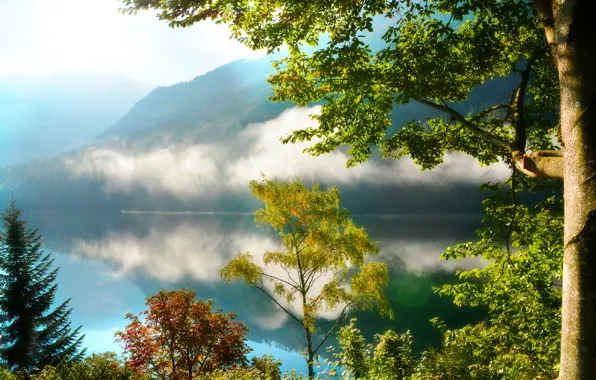 Картинка лес, деревья, горы, туман, озеро, отражение, утро