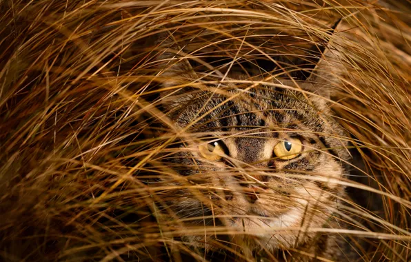 Кошка, кот, взгляд, морда, серый, портрет, сено, солома