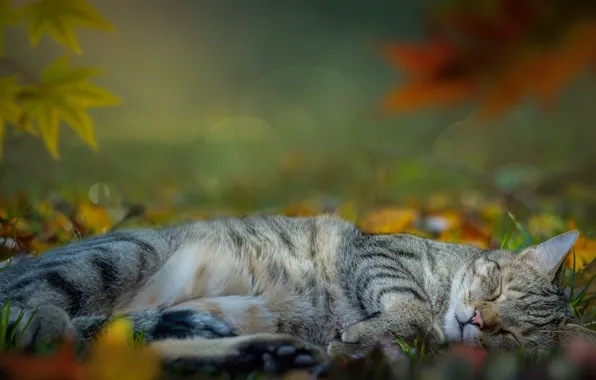 Осень, кошка, кот, природа, серый, фон, поляна, листва