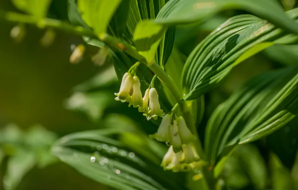Цветы, природа, боке, купена