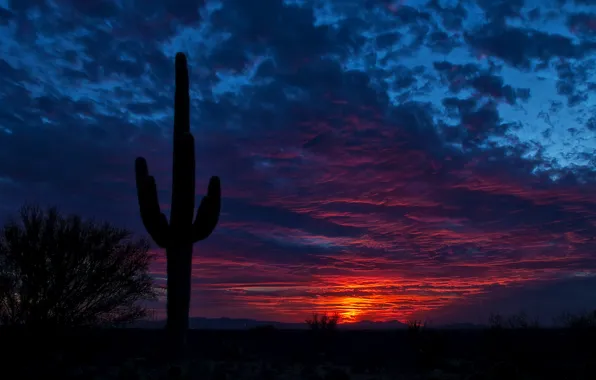 Небо, ночь, кактус, Arizona, Tucson