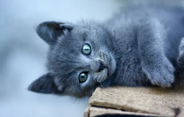 Кошка, взгляд, фон