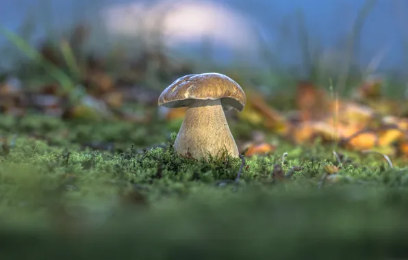 Картинка осень, лес, трава, природа, мох, Белый гриб