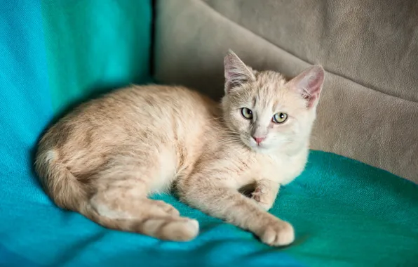 Картинка кошка, взгляд, диван, милая, мордочка, ткань, лежит, рыжая