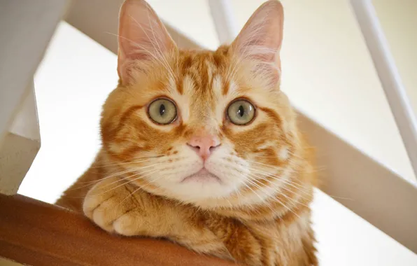 Картинка кот, взгляд, рыжий, мордочка, ушки, котейка