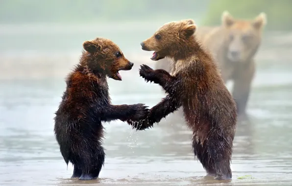 Картинка природа, фон, медведи