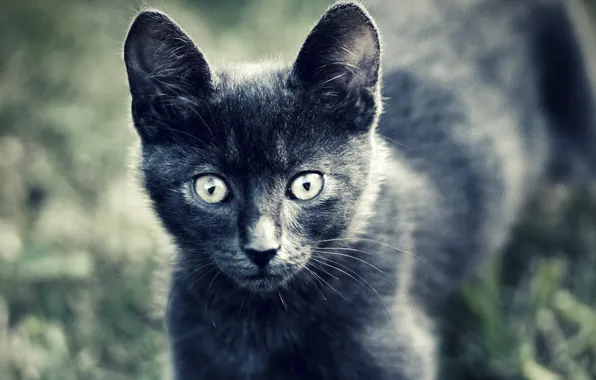 Картинка кошка, животные, глаза, взгляд, котенок, серый, шерсть