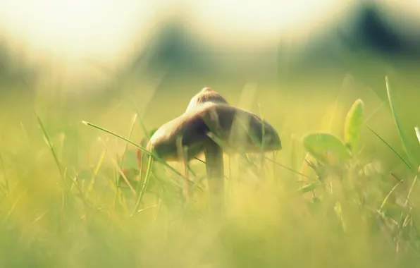 Картинка трава, макро, свет, гриб, размытость, шляпка