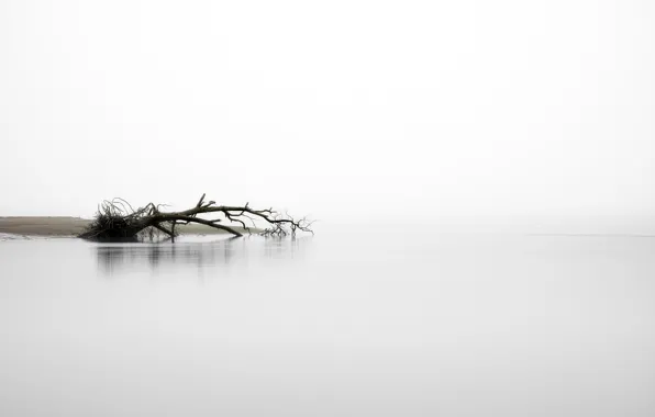 Картинка туман, река, дерево