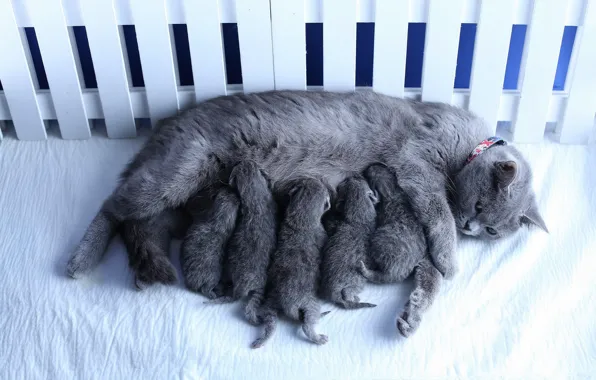 Кошки, котенок, забор, котята, мама, лежат, детеныши, британские