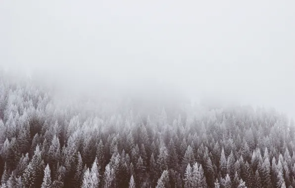 Зима, лес, деревья