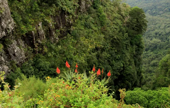 Картинка Mountains, Flowers, Зелень, Nature, Скалы, Summer, Green, Природа