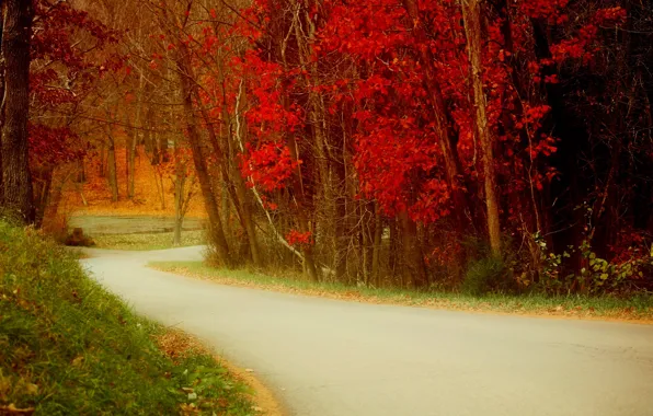 Дорога, осень, листья, природа, colors, colorful, road, trees