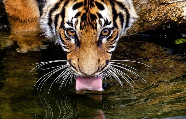 Язык, глаза, усы, взгляд, вода, тигр, tiger, пьёт