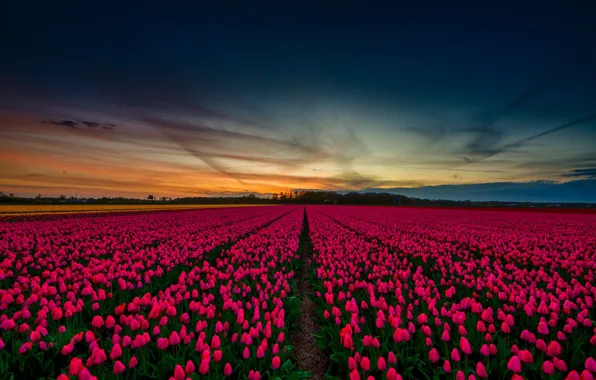 Картинка небо, весна, тюльпаны, красивые